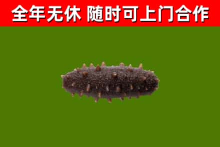 罗平县烟酒回收干海参.jpg